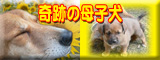 奇跡の母子犬バナー