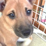 ミニィ
