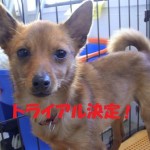 トライアル