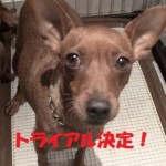 すあま