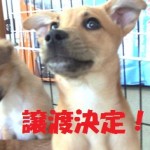 メリィ