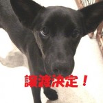 譲渡