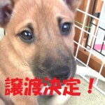 譲渡