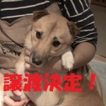 クー