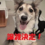 カラット