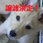 クーピー