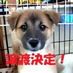 譲渡