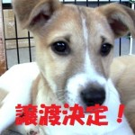 ルーニー