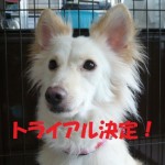 クルミ