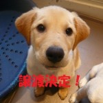 フウ太