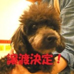 トフィー