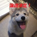 メルシー