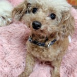 251018022907110~3_copy_543x863