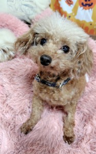 251018022907110~3_copy_543x863