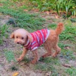 251108131021643~3_copy_280x437