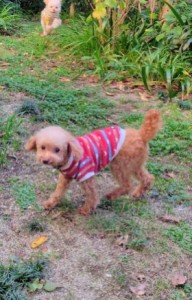 251108131021643~3_copy_280x437