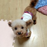 251112191733223~2_copy_550x809