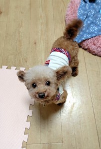 251112191733223~2_copy_550x809