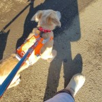 251126092225233_copy_459x664_1