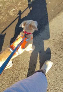 251126092225233_copy_459x664_1