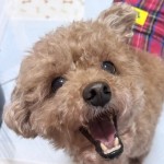 ルーサー