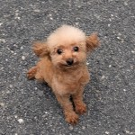 PXL_20250925_074340550.MP