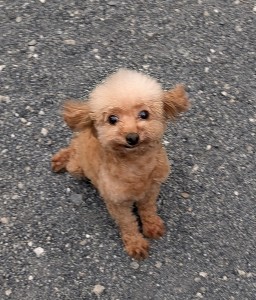 PXL_20250925_074340550.MP