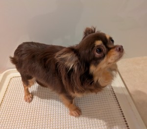 PXL_20251129_064256346