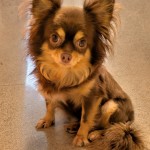 PXL_20251129_064311163.MP~2