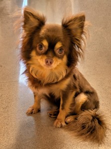 PXL_20251129_064311163.MP~2