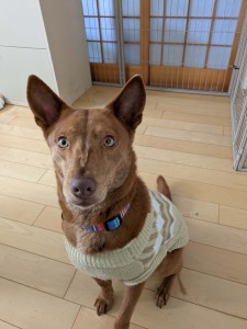 PXL_20260218_052831833.MP