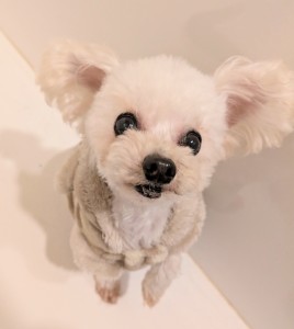 PXL_20260219_074613460.MP~3