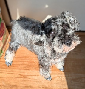 PXL_20260223_015700740~2