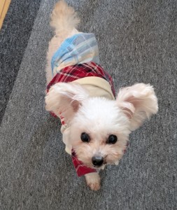 PXL_20260305_064856379.MP