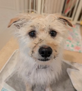 PXL_20260428_073840990~2