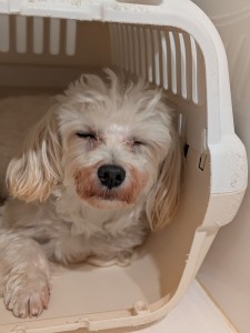 PXL_20260428_074041326.PORTRAIT~2