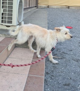 PXL_20260428_084812712