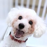 パール