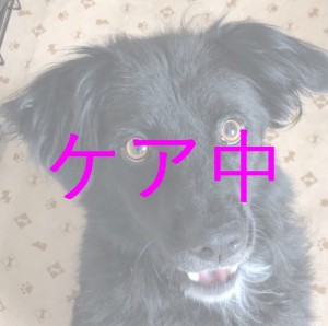 ケア