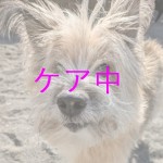 ｷｬﾝﾃﾞｨ