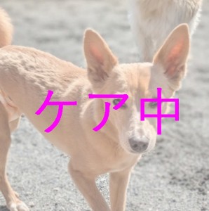 ケア