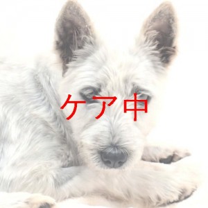 ケア