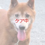 アロー