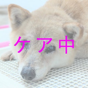 ケア中