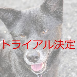 トライアル