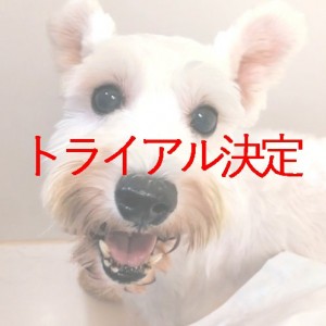 トライアル