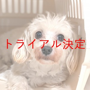 トライアル