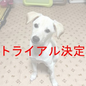 トライアル