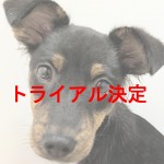 ちゃんぷるー