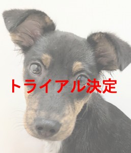トライアル